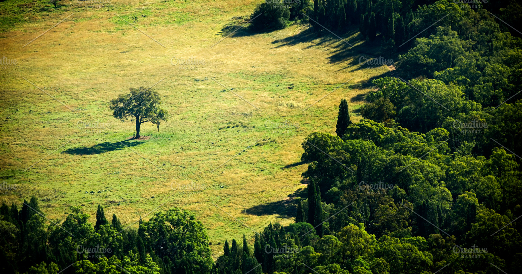 Separate Tree, a Nature Photo by THP Creative