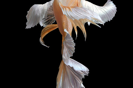 Betta fishsiamese fighting fish featuring fish, fighting, and betta