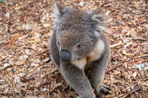 Koala sitting on a bed of dry leaves on Kangaroo Island, an Animal Photo by GoodGoods