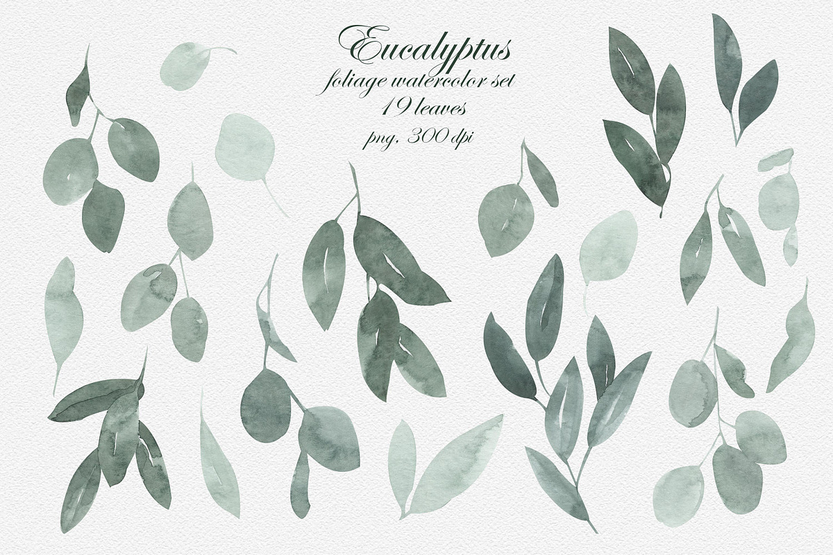 Eucalyptus Foliage Watercolor Set, an Illustration by Catch the Dream Art (Photo 5 of 7)