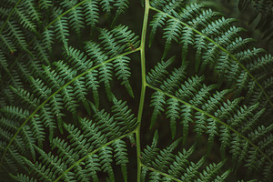 Green complex leaf of fern