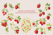 Raspberry Clipart & Patterns Bundle, a Food Illustration by MuzaArtStudio (Thumbnail 8 of 14)