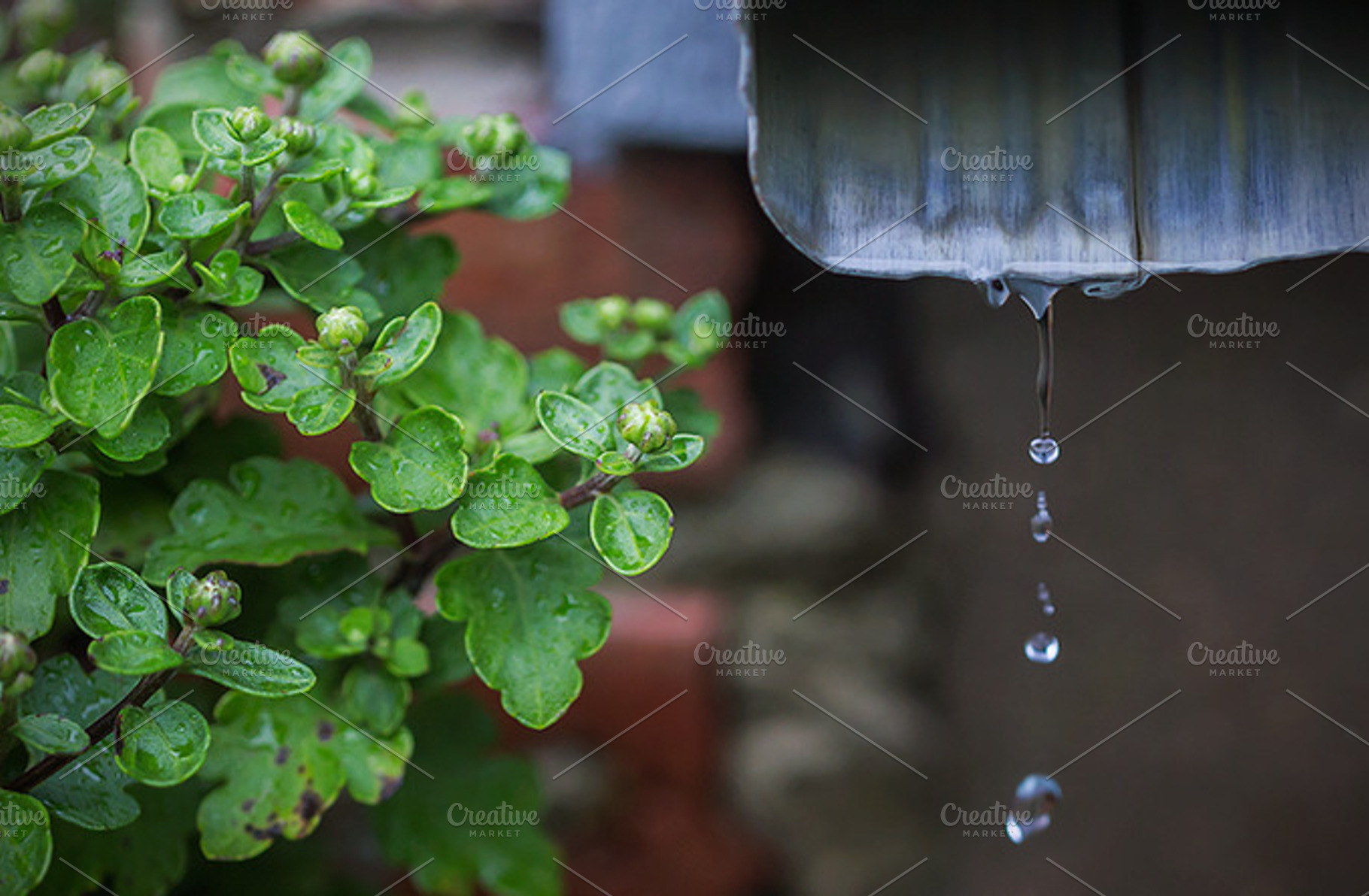 Through The Raindrops