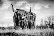 Black and White Lightroom Presets, an Action Add-On by Madison Colt Studios (Thumbnail 7 of 15)
