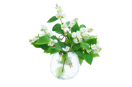 Jasmine flowers and leaves, a Nature Photo by Neirfy