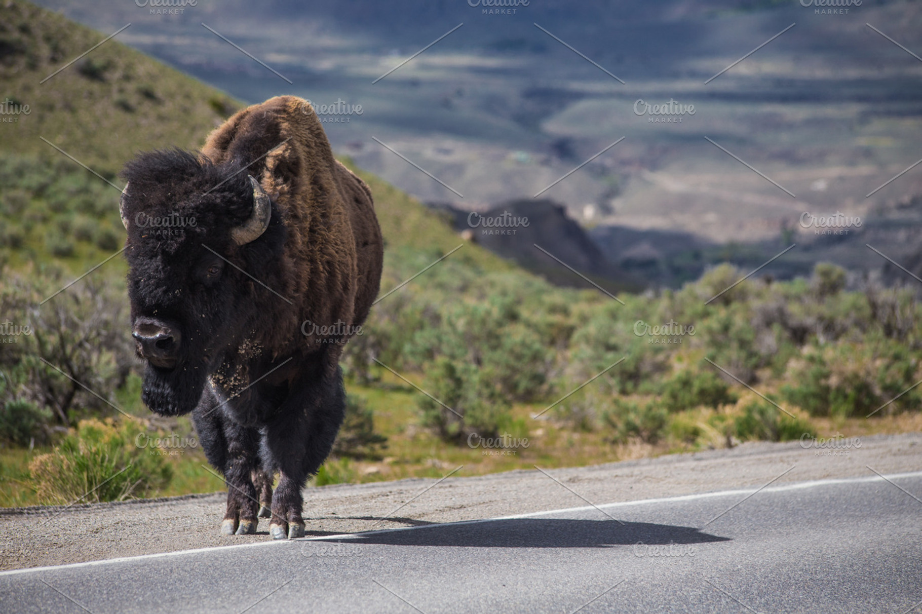American Bison Featuring Buffalo Bison And American