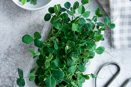 Peas micro greens on wooden table, a Food & Drink Photo by Olena Rudo