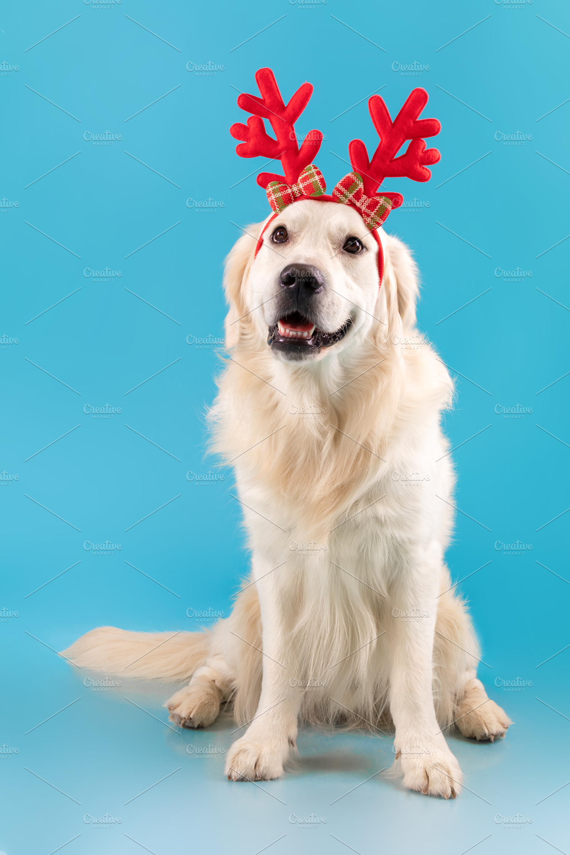 Portrait of cute healthy dog posing in headband, a Photo by Prostock-Studio