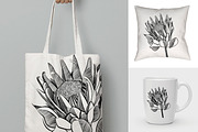 Protea Illustration Vector, an Illustration by Pretty Please Lara (Thumbnail 1 of 6)