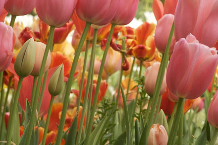 Tulips 1 stock photo containing tulips and bloom
