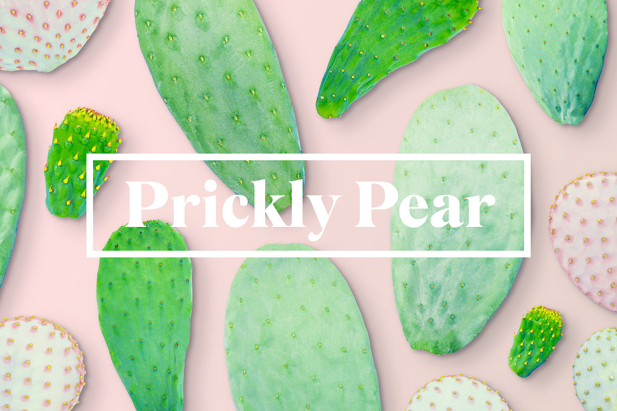 Prickly Pear Cactus & Succulents, an Object Graphic by Fox & Bear (Photo 1 of 6)