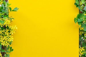 Yellow paper blank between currant, a Background Photo by Volff
