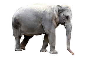Elephant containing animal, picture, and photo