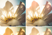 45 Sunlight II Lightroom Presets, a Preset Add-On by Pastel Presets (Thumbnail 4 of 4)