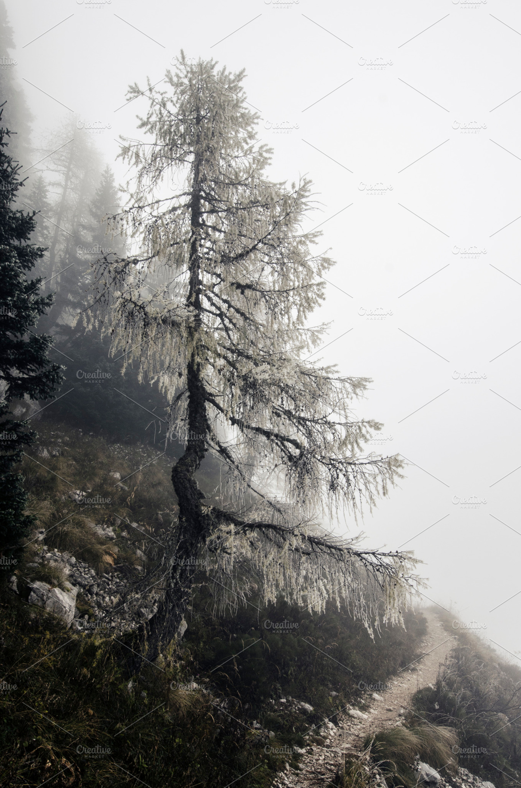 Lone Dead Tree and Path in Forest, a Nature Photo by Dreamy Pixel