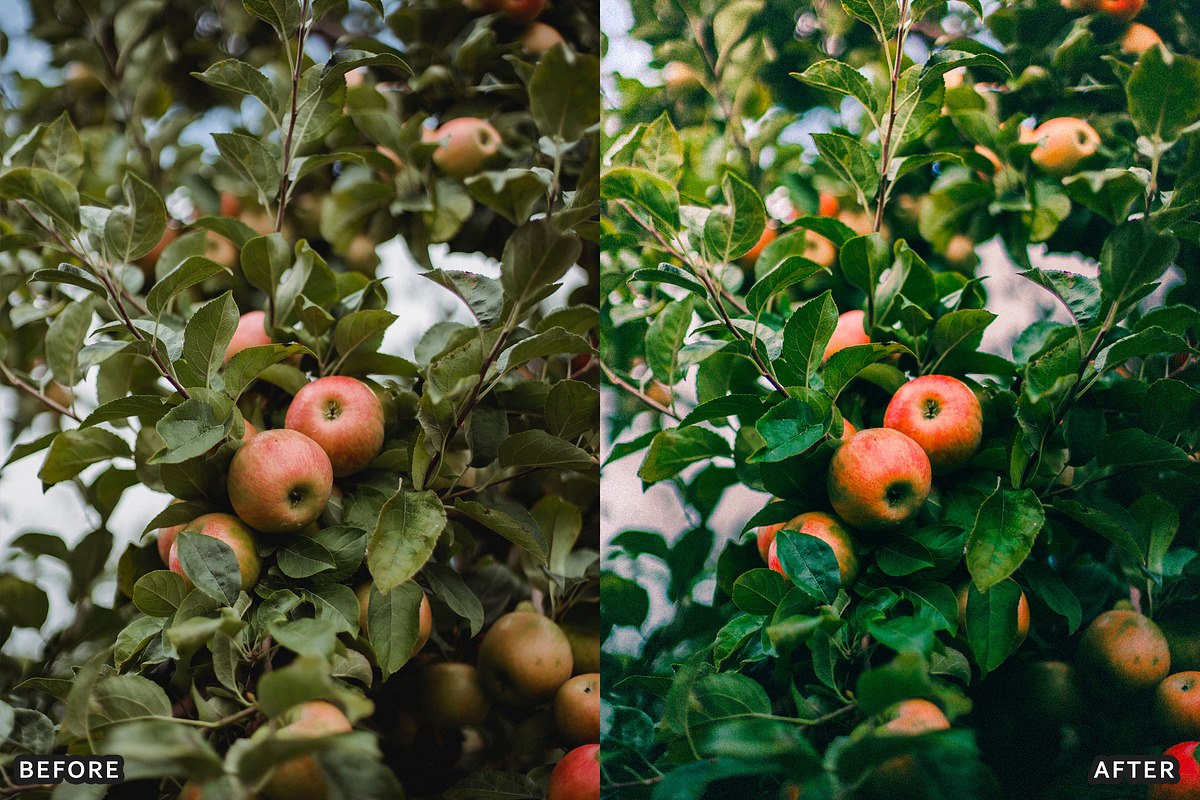 Golden Apple Orchard Presets, a Preset Add-On by AAA Presets (Photo 4 of 14)