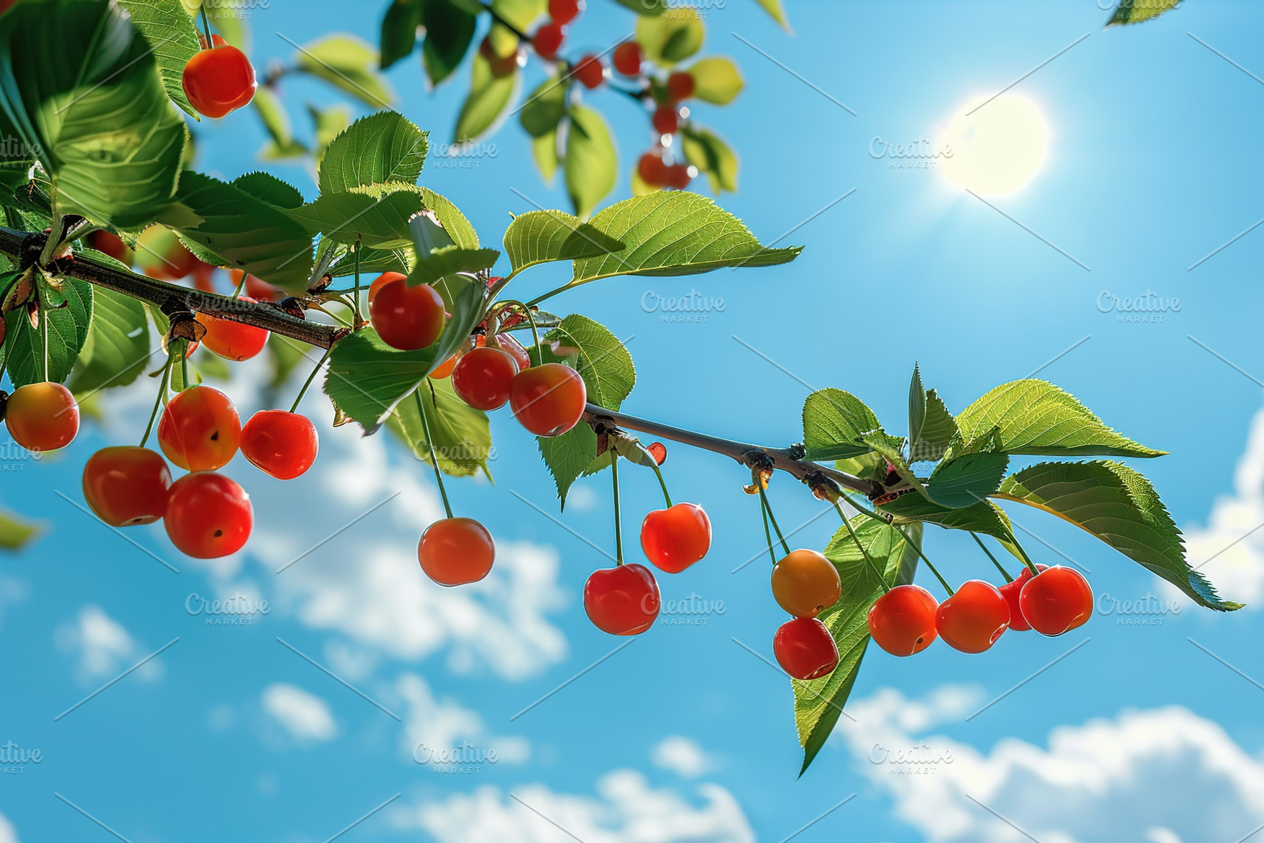 Fresh cherries hanging on tree branch on blue sky background, a Food & Drink Photo by AlyaAnd