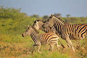 Zebra - Running Stripes, an Animal Photo by Wildlife Wonder (Thumbnail 1 of 2)