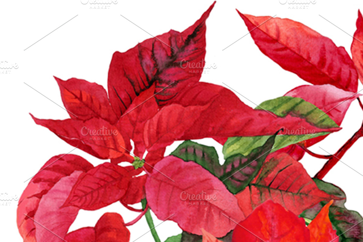 Christmas Poinsettia, a Decorative Illustration by Nataliapiache (Photo 3 of 5)