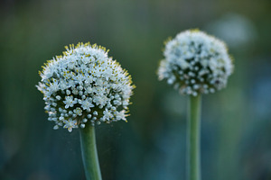 Macro shot of white onion flowers blooming on scapes in the garden. Horizontal, a Nature Photo by Rohan Photography