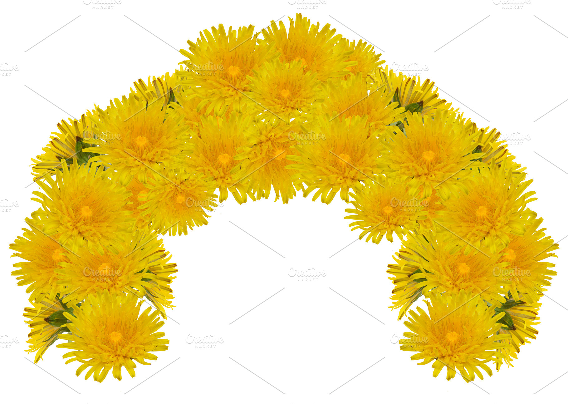 A wreath of many bright yellow dandelion flowers on an isolated, a Nature Photo by ndanko
