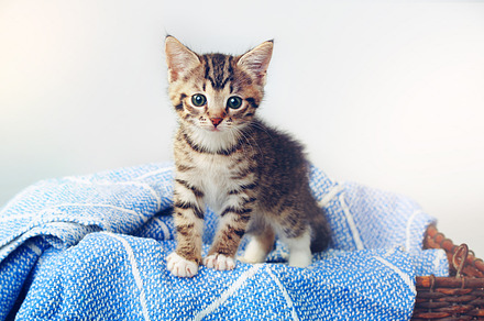 All paws down, Im the cutest, a Photo by Peopleimages.com