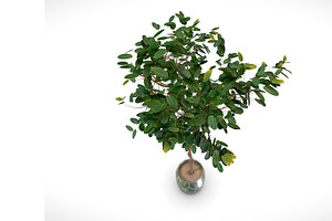 Benjamin Ficus Tree In A Pot