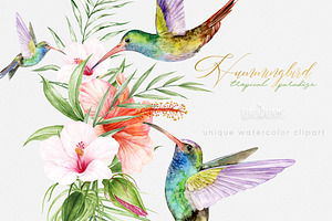 Hummingbird Birds Collection