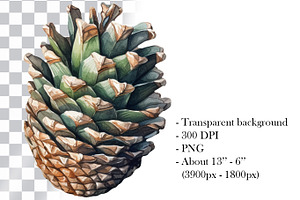 Fir Cones Watercolor Clipart. AI