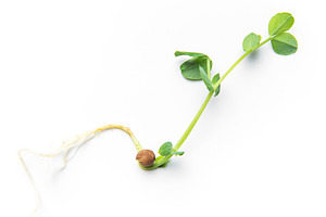 Green pea sprout growing from seed with roots, a Food & Drink Photo by Olena Rudo
