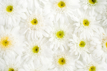Chamomile pattern stock photo containing chamomile and daisy, a Nature Photo by Floral Deco