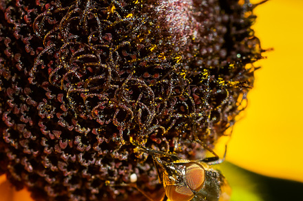 Bee pollinating and yellow flower, an Animal Photo by Millenn Photography