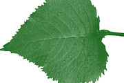 Leaf brush stamps Photoshop, a Brush Add-On by Chipshpow Graphics (Thumbnail 7 of 8)