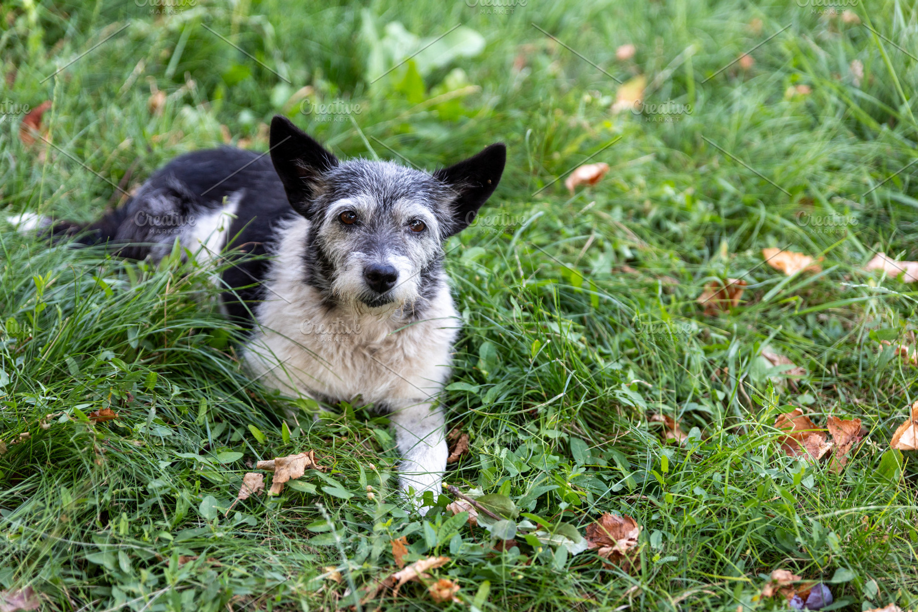 Dog Lying in Grass, an Animal Photo by Ales Munt