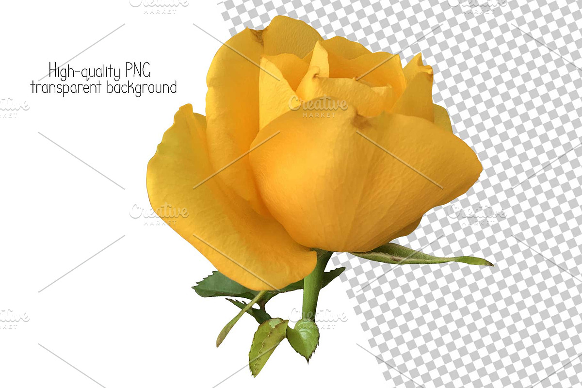 Roses Photo clipart, a Nature Photo by Contes_de_fée (Photo 4 of 4)