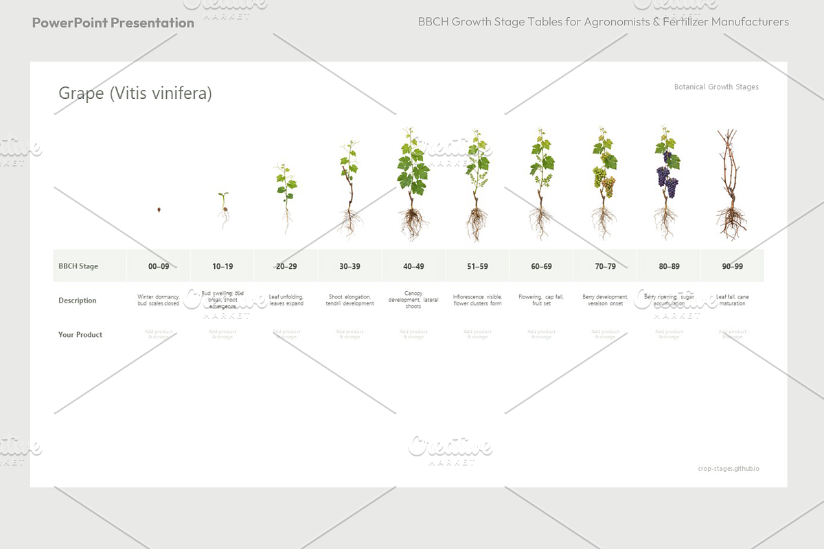 BBCH Growth Stages, Other Crops, a Presentation Template by Ilia Design (Photo 3 of 8)