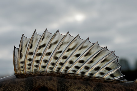 Dorsal fin of a walleye containing fin, perch, and skin, an Animal Photo by Theo's Stuff