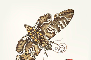 Drawing Of Metamorphosis Bug