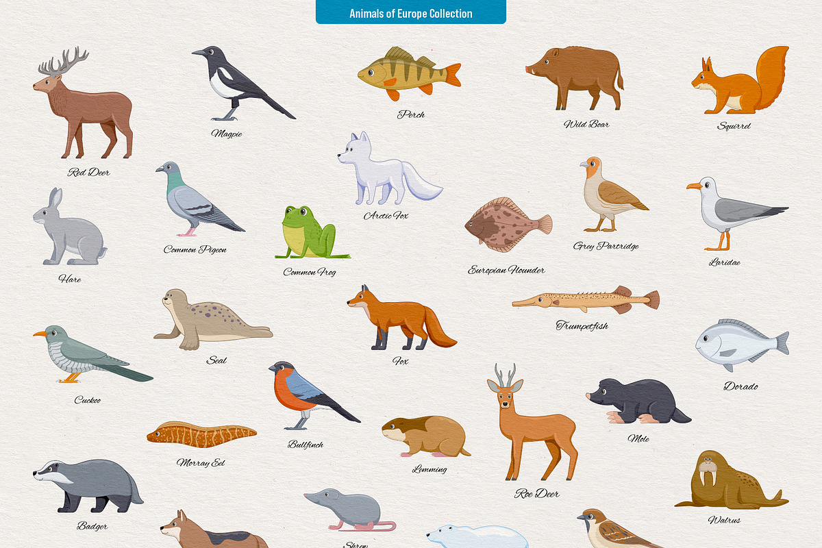 234 Animals of the World, an Animal Illustration by Genestro Shop (Photo 5 of 7)