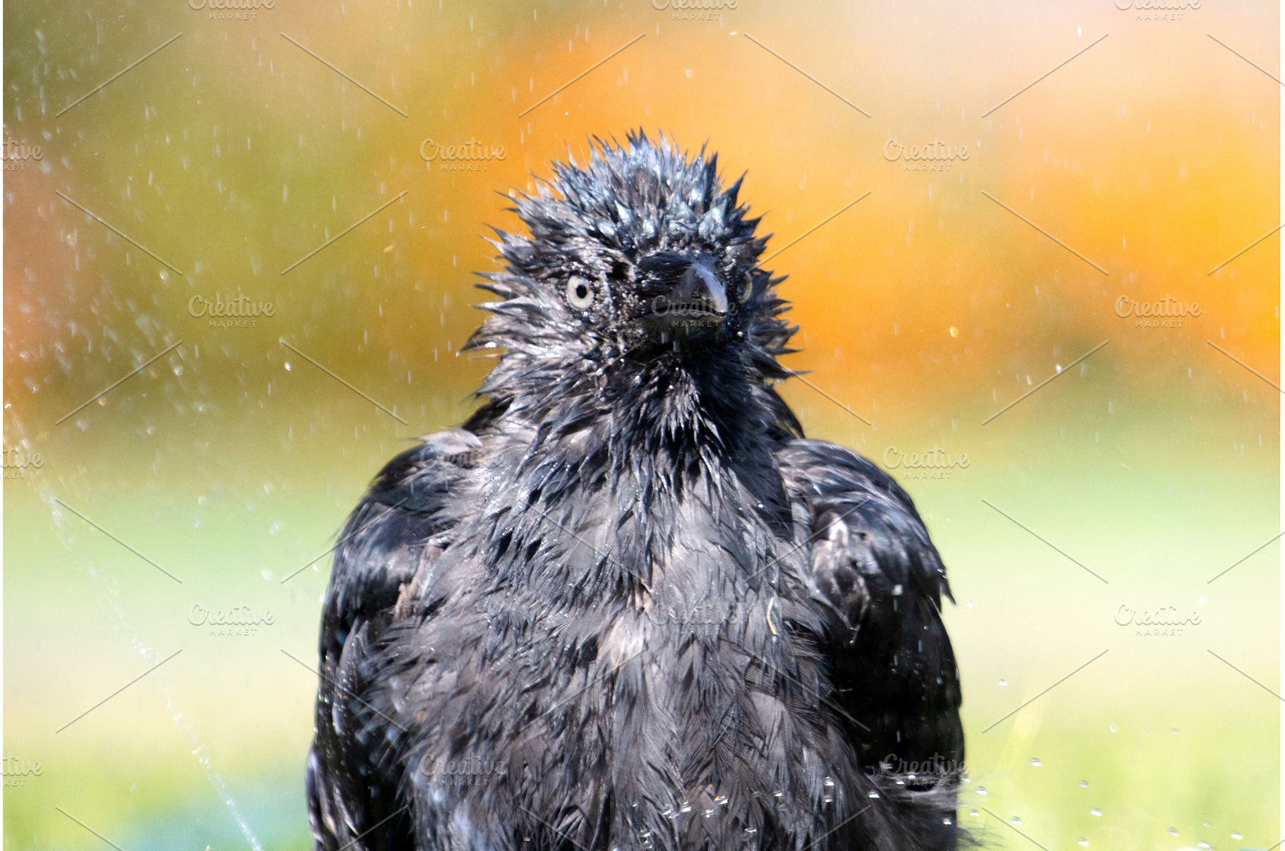 Funny portrait of a jackdaw, an Animal Photo by Pakosta