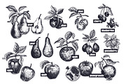 Fruits and berries. Big set., an Object Graphic by MarinaVorontsova (Thumbnail 2 of 8)