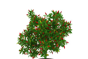 Pepper Bush