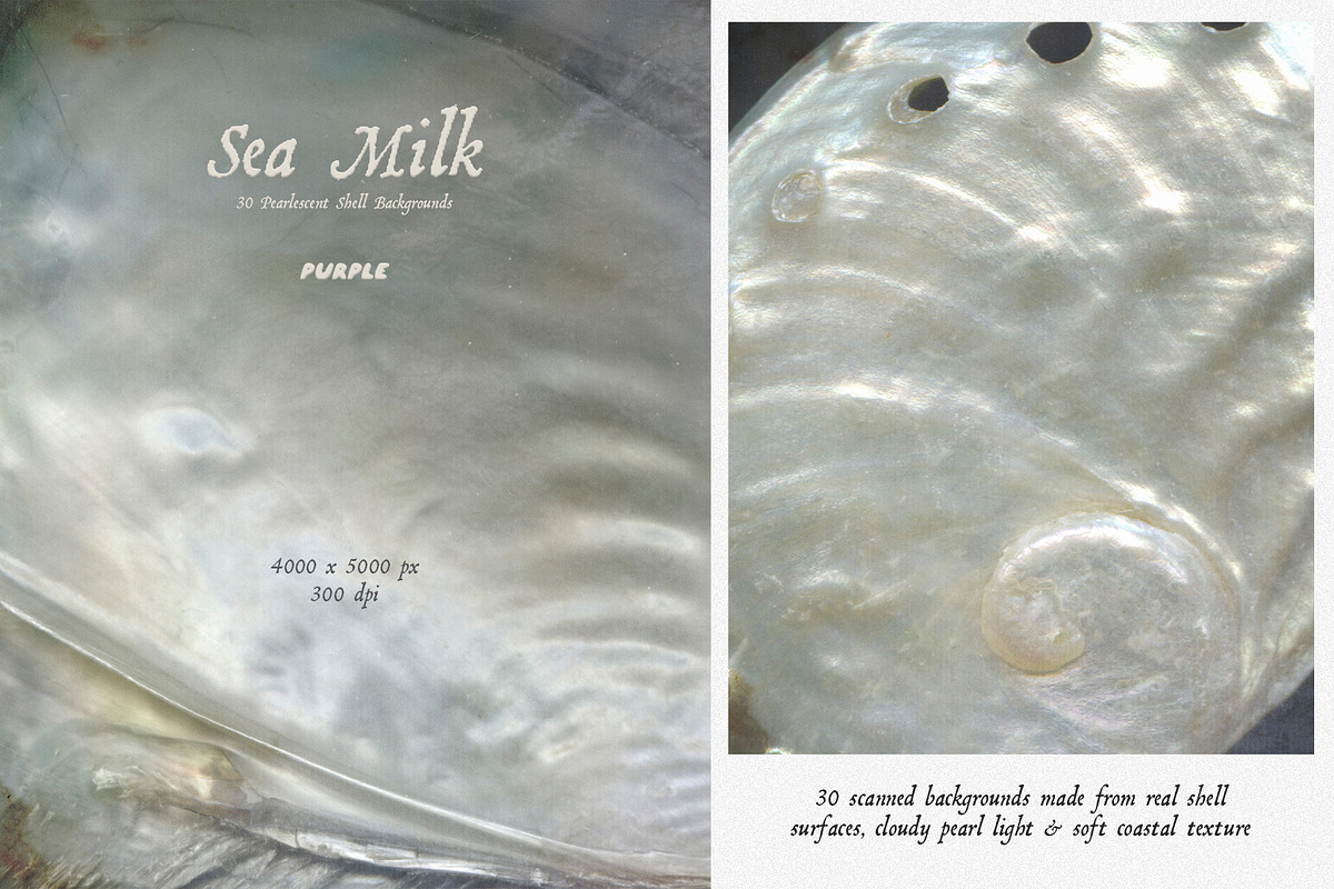 Sea Milk: Sheashell Backgrounds, a Background Graphic by Purple (Photo 3 of 10)