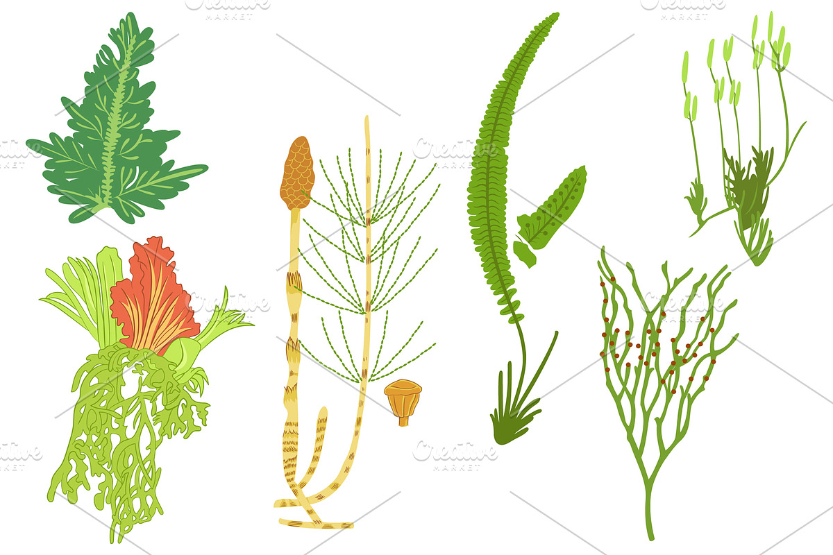 Botanical Line Art Bundle, an Illustration by Graphic Cook (Photo 3 of 8)