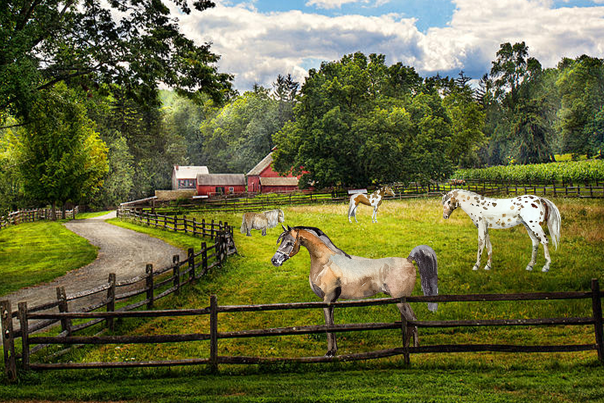 Equestrian Watercolor Clip Art Set, an Illustration by Tati Bordiu, image size:1200x800
