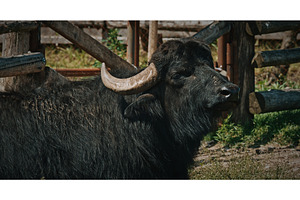 Majestic black buffalo with strong, an Animal Photo by Our Amazing World