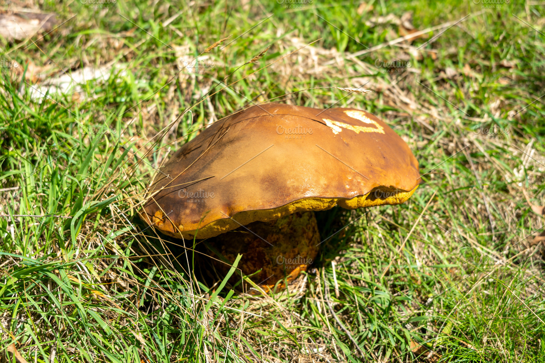 Large wild mushroom growing in grassy field on forest floor, a Nature Photo by GoodGoods