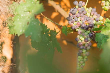 Vineyards at sunset. Ripe grapes in fall., a Food & Drink Photo by DalaiFood