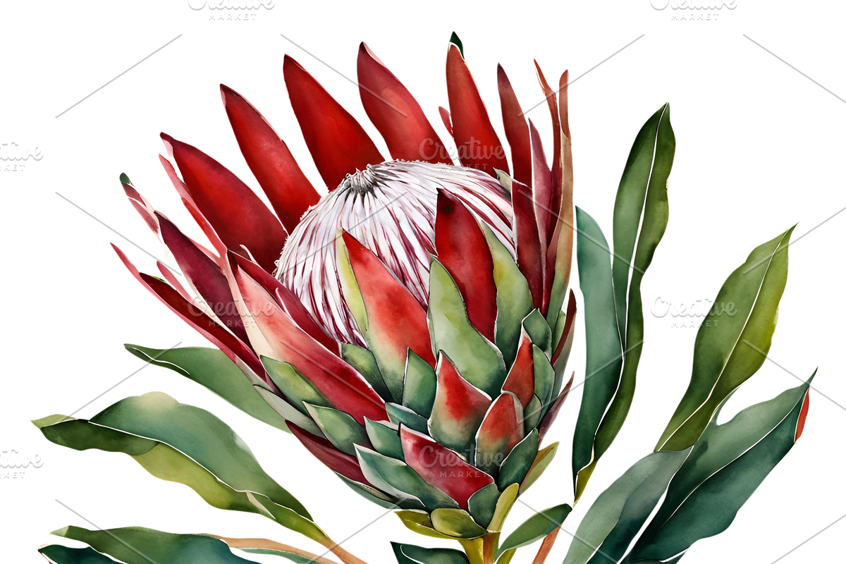King Protea Watercolor Collection, a Decorative Illustration by Karliefie (Photo 4 of 5)