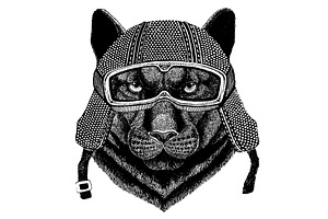 Animal wearing motorycle helmet